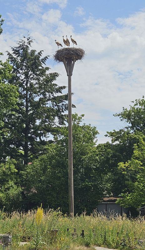 Jungstörche in Wahlwies