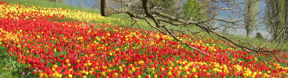 Mainau Tulpen